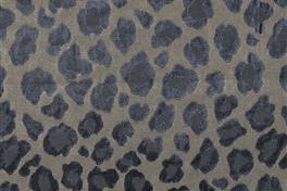 Leopatra 049