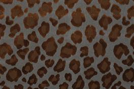 Leopatra 069