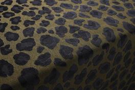 Leopatra